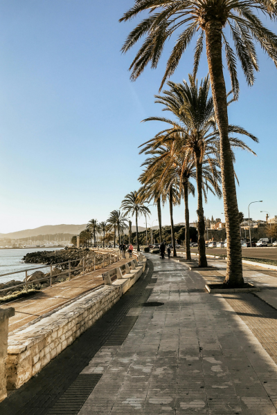 palma